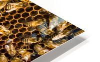 beekeeper  6 HD Metal print