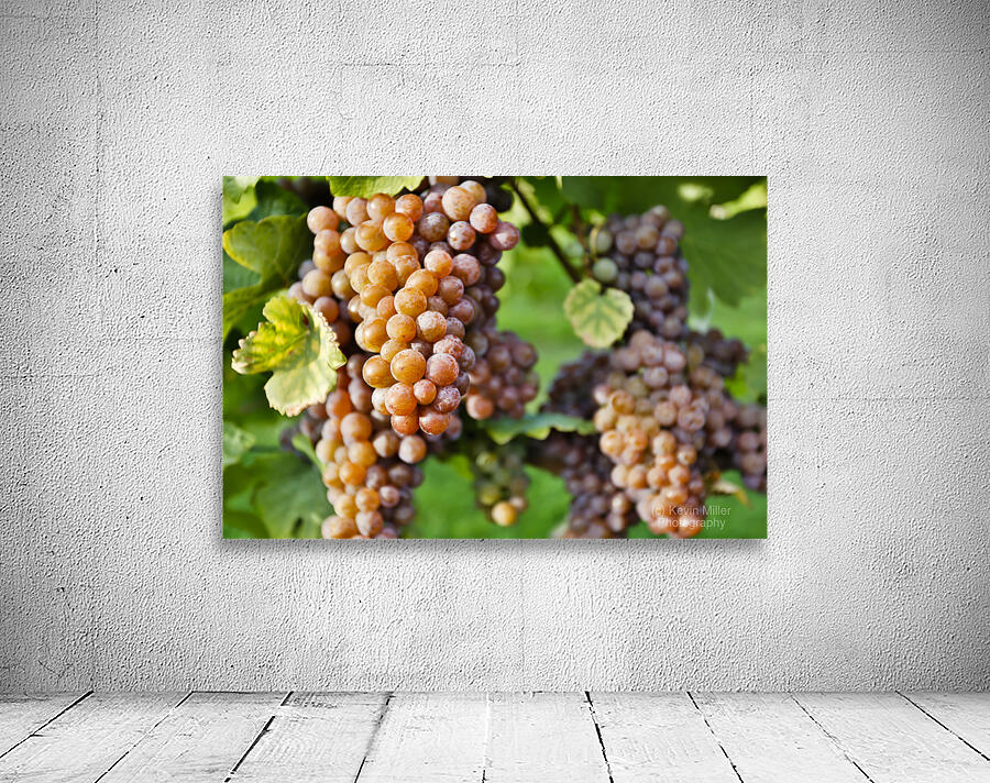 Organic Ripe Pinot Gris Grapes Okanagan Valley Vineyard Wall Preview