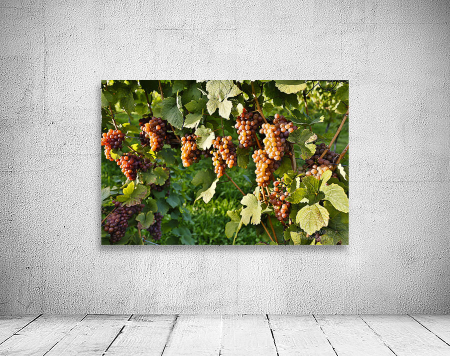 Organic Ripe Pinot Gris Grapes Okanagan Valley Vineyard Wall Preview