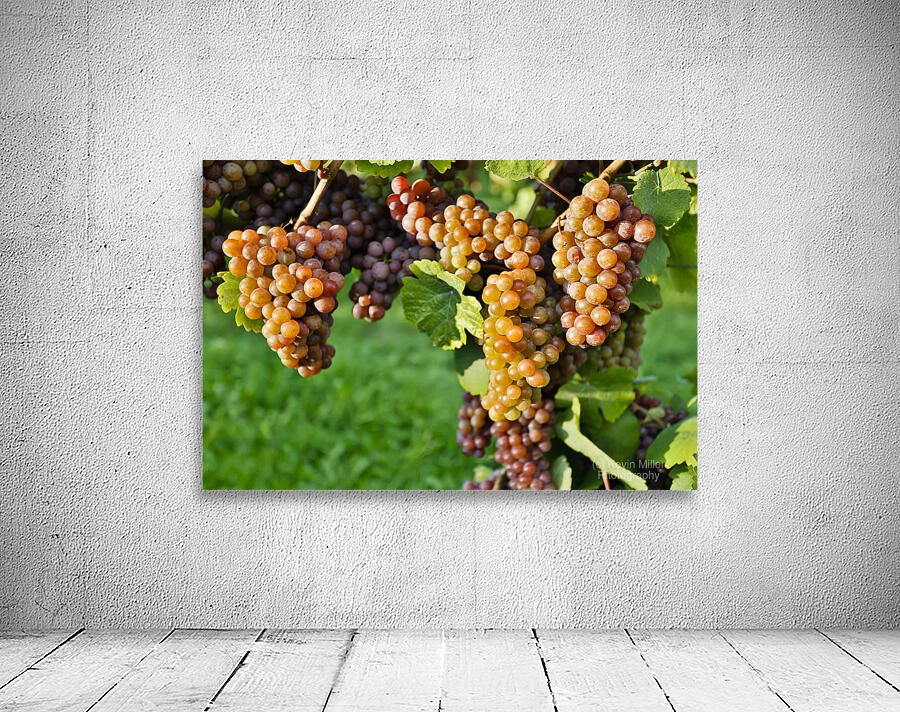 Organic Ripe Pinot Gris Grapes Okanagan Valley Vineyard Wall Preview