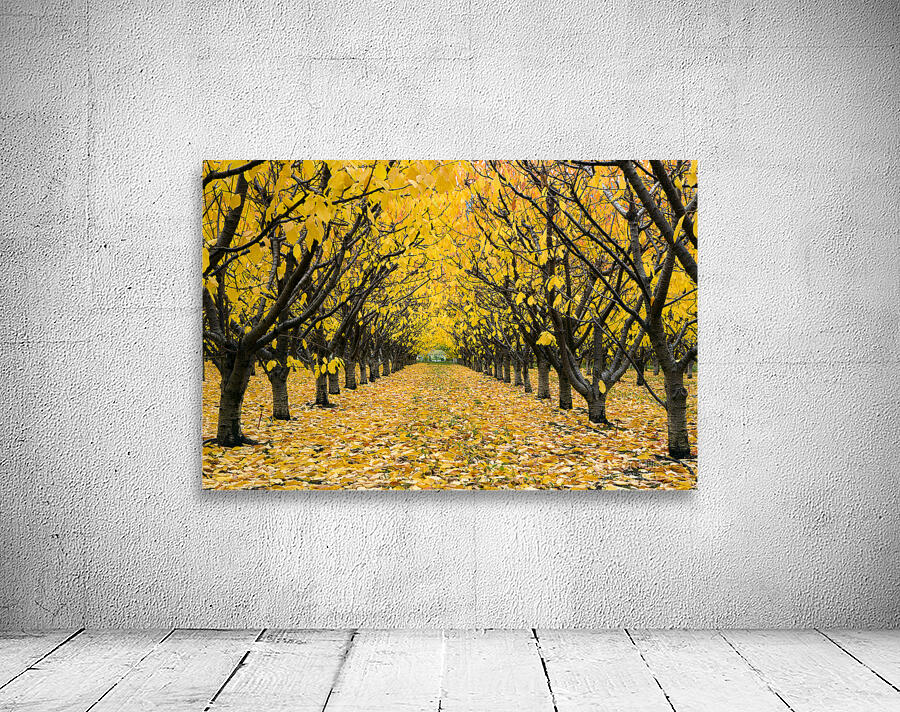 Cherry Orchard  4 Wall Preview