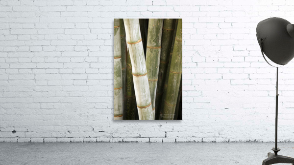 Giant Bamboo  Wall Preview