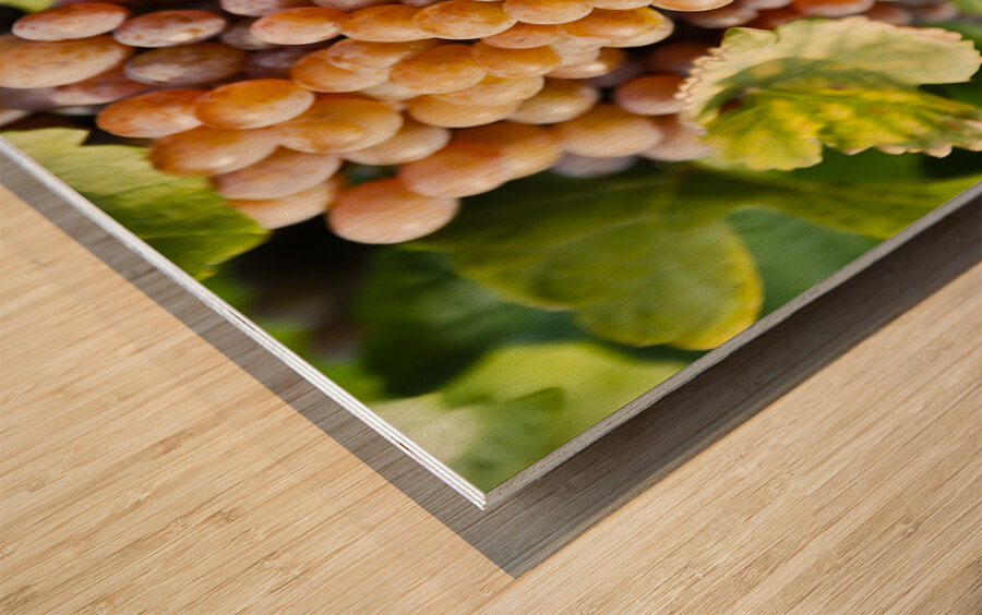 Organic Ripe Pinot Gris Grapes Okanagan Valley Vineyard Wood print