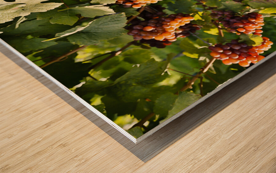 Organic Ripe Pinot Gris Grapes Okanagan Valley Vineyard Wood print