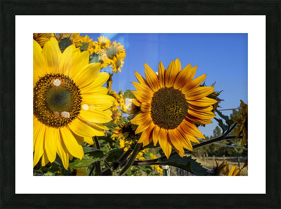 Sunflowers Picture Frame print