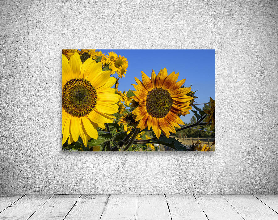 Sunflowers Wall Preview