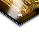 kanha IV Acrylic print