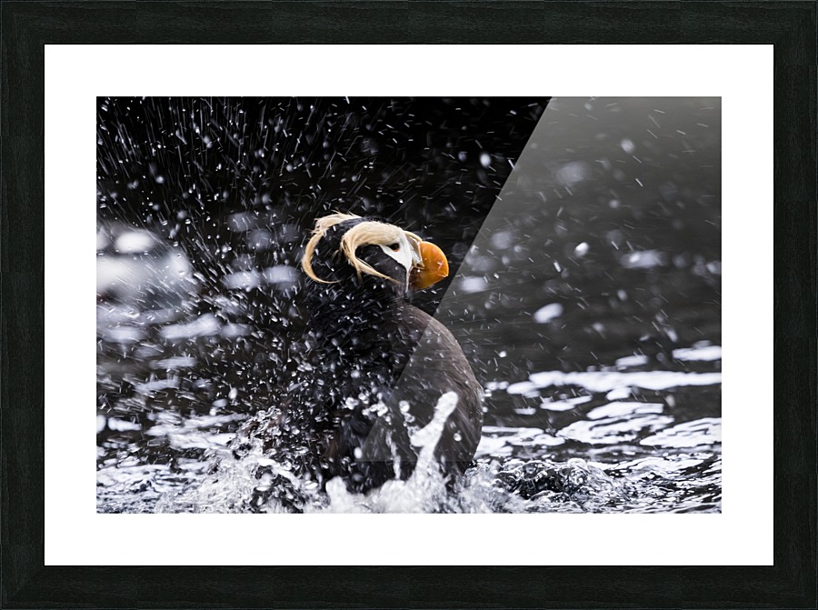 Alaskan Puffin Picture Frame print
