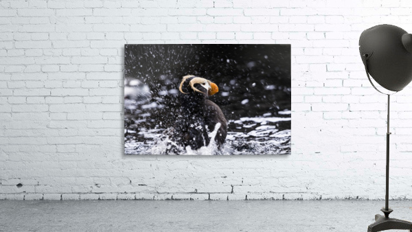 Alaskan Puffin Wall Preview