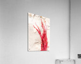 Naples Sand and Surf 30 Acrylic Print