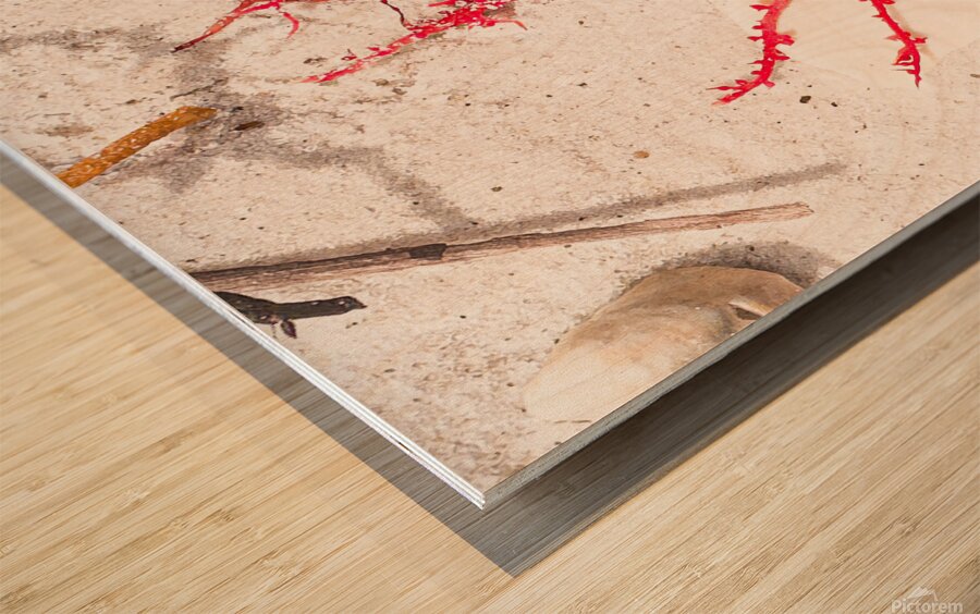 Naples Sand and Surf 33 Wood print