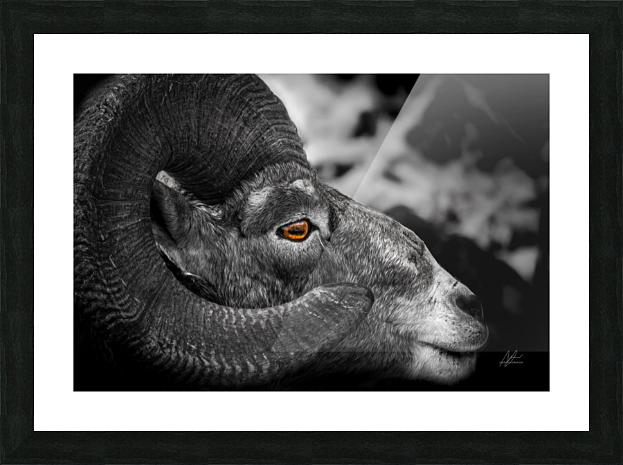 fierce ram Picture Frame print