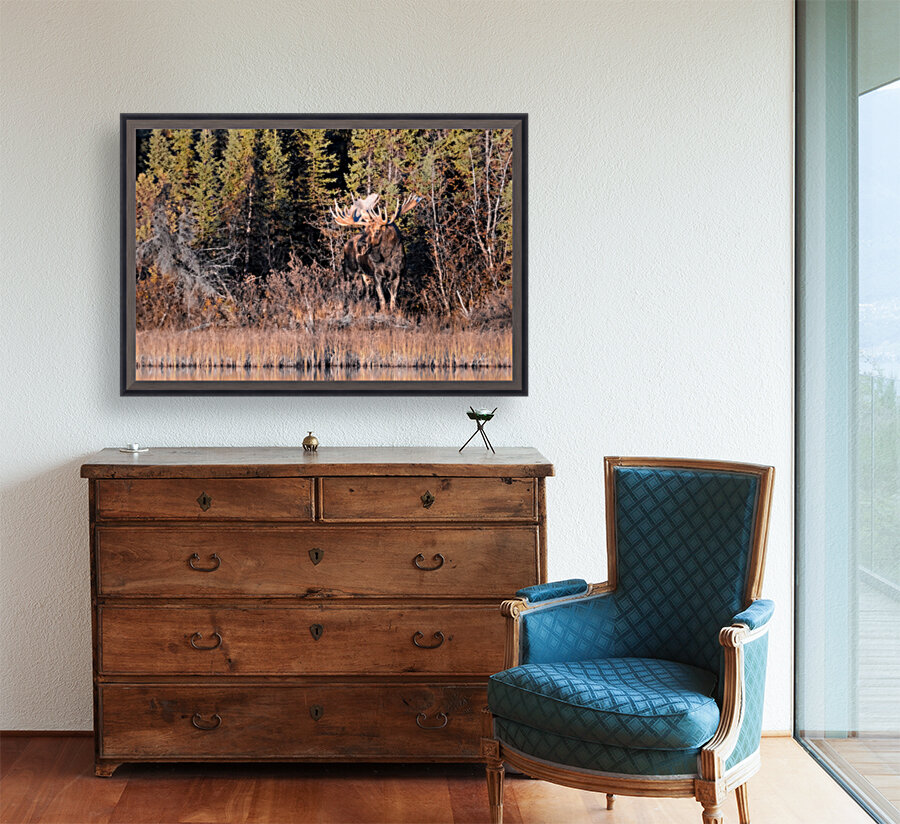 moose2 24x16 Reproduction