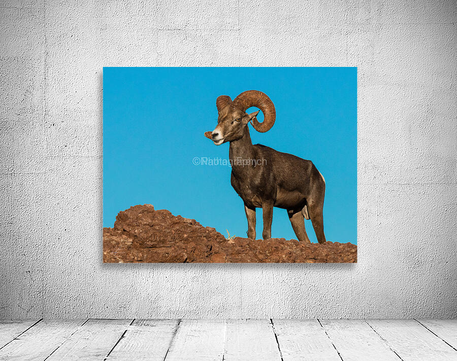 desert sheep Wall Preview