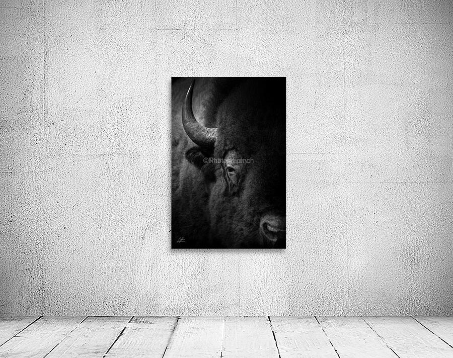 buffalo 36x24 Wall Preview