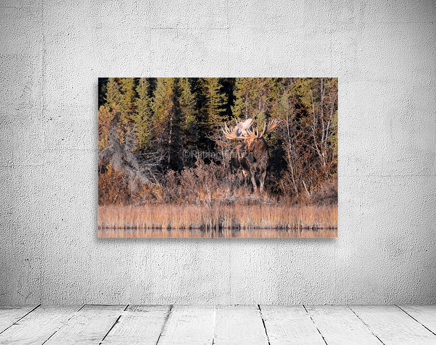 moose2 24x16 Wall Preview