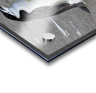 Chinstrap Acrylic print