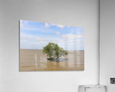 Uruguay Lone Tree  Acrylic Print