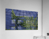 Peak District Plants Acrylic Print