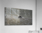 Penguin Chinstrap  Acrylic Print