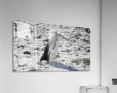 Penguin Chinstrap  Acrylic Print
