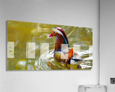 Mandarin Duck Reflecting  Acrylic Print