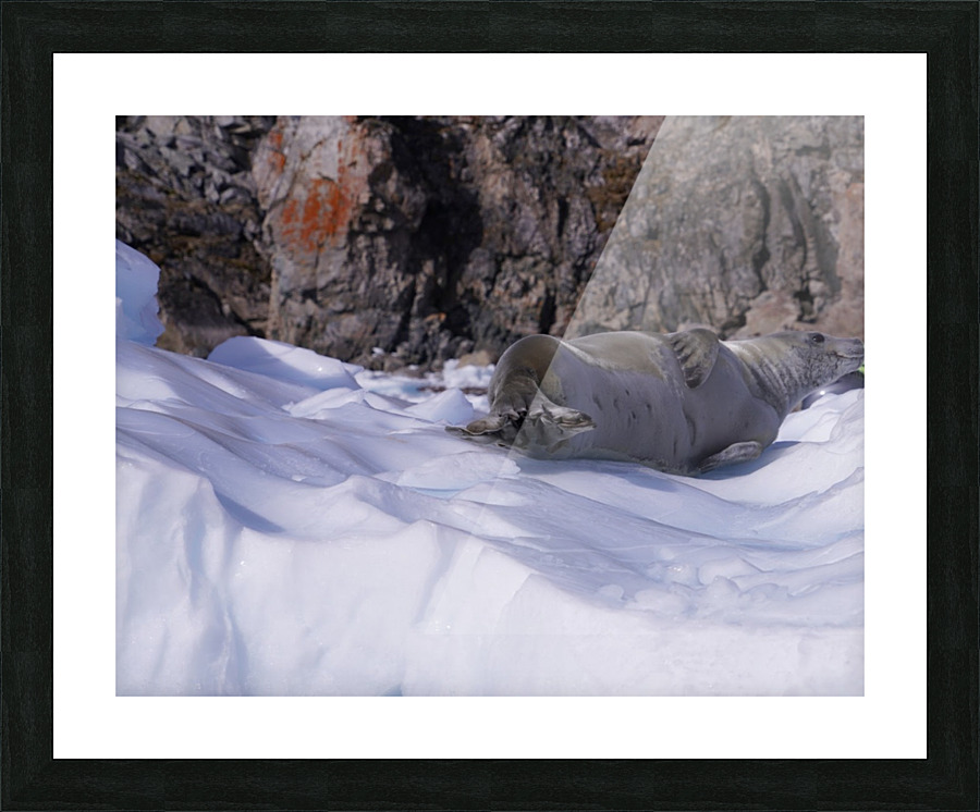 Antarctica   Picture Frame print