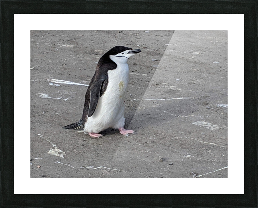 Chinstrap Picture Frame print