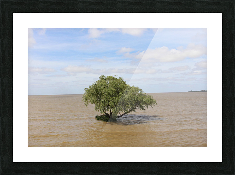 Uruguay Lone Tree  Picture Frame print