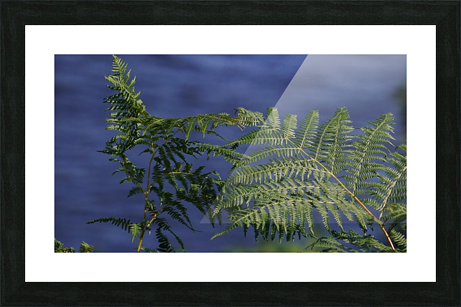Peak District Plants Picture Frame print