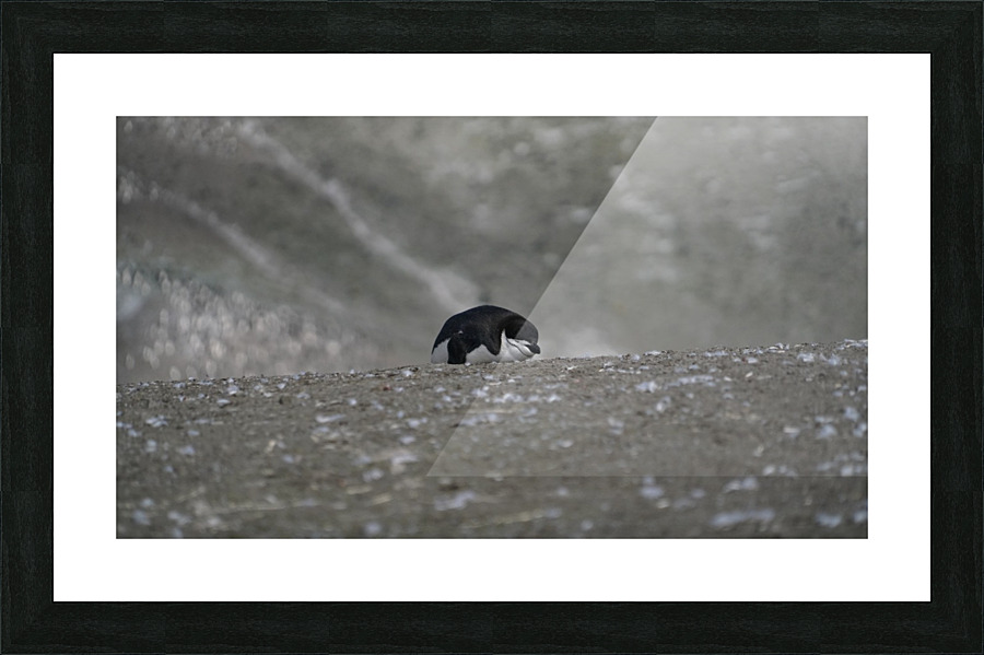 Penguin Chinstrap  Picture Frame print