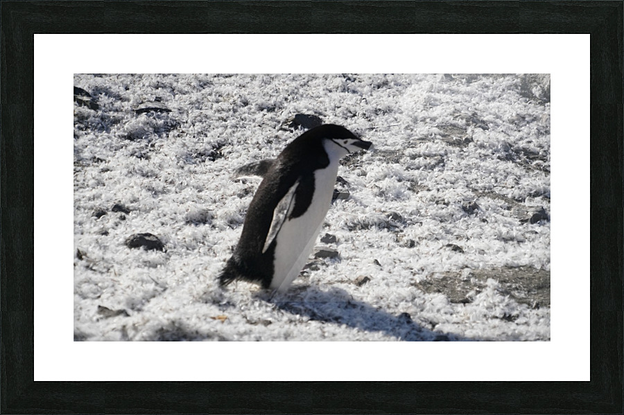 Penguin Chinstrap  Picture Frame print