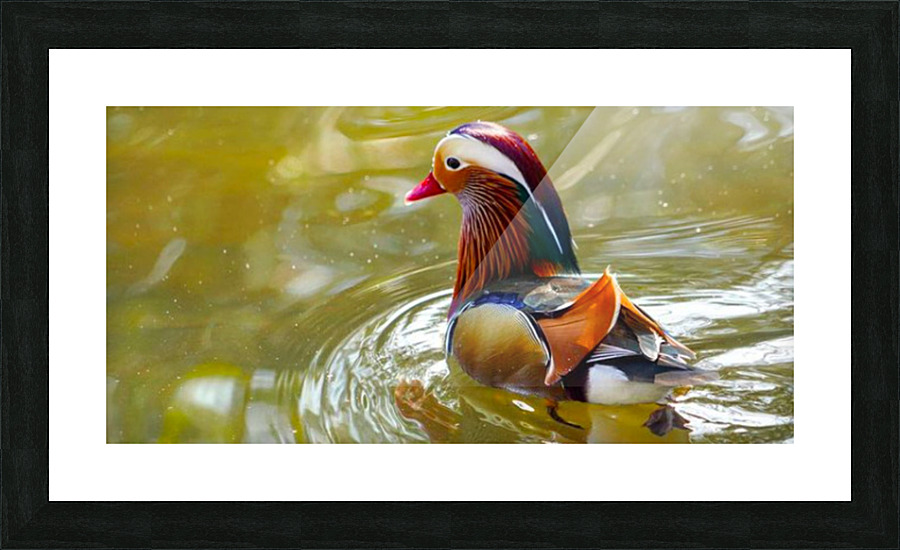 Mandarin Duck Reflecting  Picture Frame print