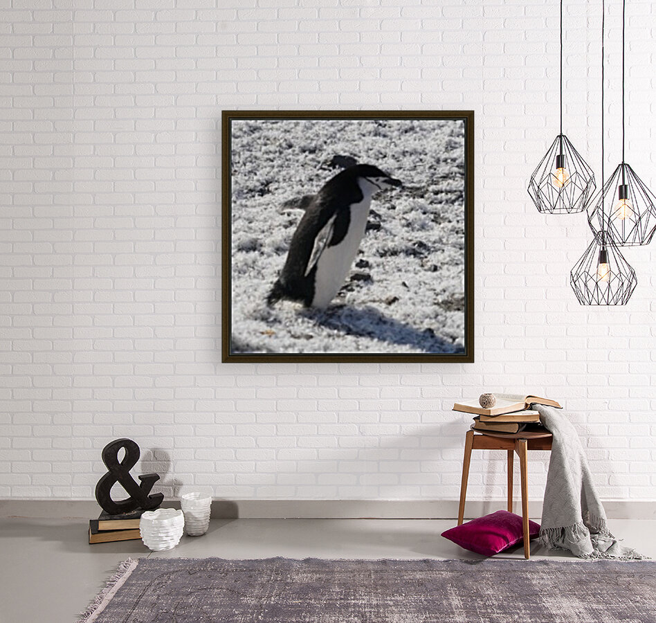 Penguin Chinstrap  Reproduction