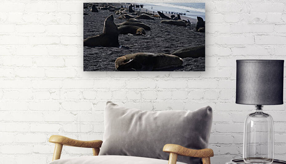 Sea lions at Antarctica  by VantagePoint