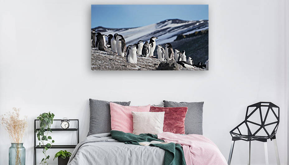 Chinstrap penguin Antarctica  by VantagePoint