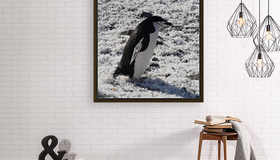 Penguin Chinstrap  by VantagePoint