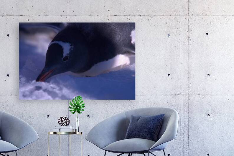 Penguins living in Antarctica  by VantagePoint