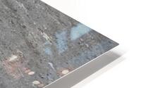 Chinstrap HD Metal print