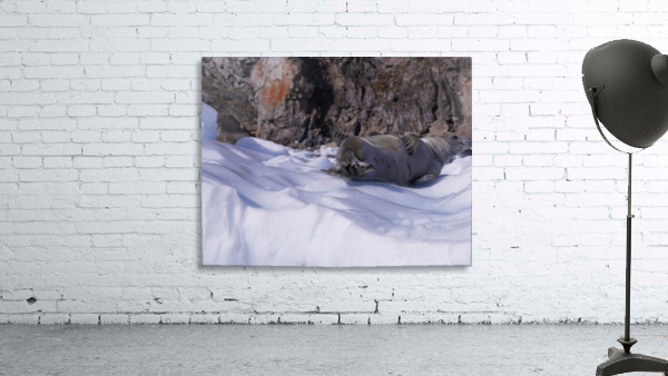 Antarctica   Wall Preview