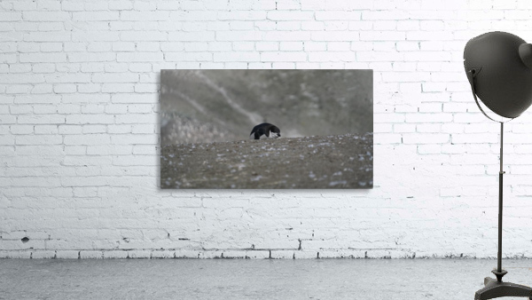 Penguin Chinstrap  Wall Preview
