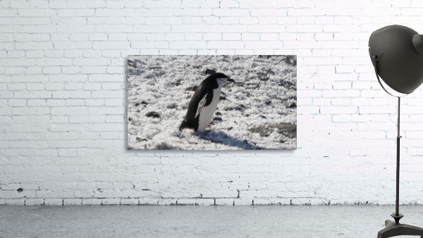Penguin Chinstrap  Wall Preview