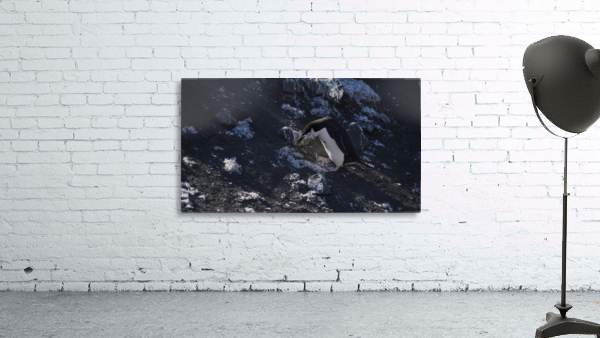 Antarctica Wall Preview