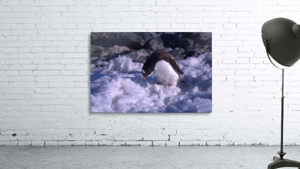Antarctica penguins  Wall Preview
