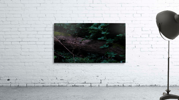 Sheffield Endcliffe Park Wall Preview