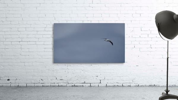 Antarctica   Wall Preview