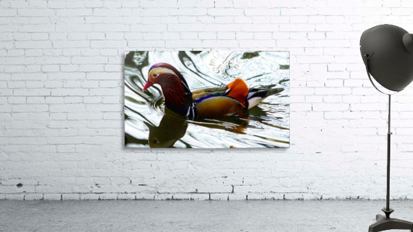 Mandarin Duck  Wall Preview