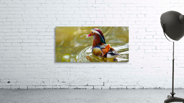 Mandarin Duck Reflecting  Wall Preview