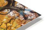 Japanese Maple HD Metal print