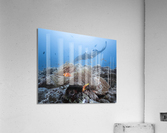 Clown Town Acrylic Print